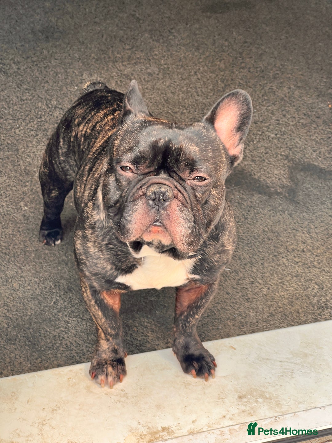 French Bulldog dogs for sale: Urgent home needed for pet  - Advert 10