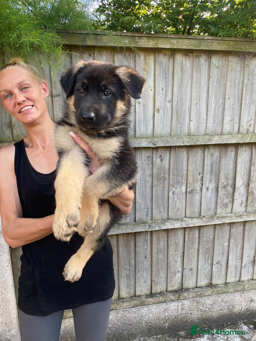 German Shepherd dogs for sale: Gorgeous KC reg Long haired German Shepherd Pups - Image 1