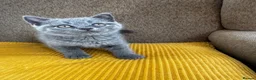 British Shorthair cats for sale: TICA Registered BritishShorthairKittens  Ready now - Advert 19