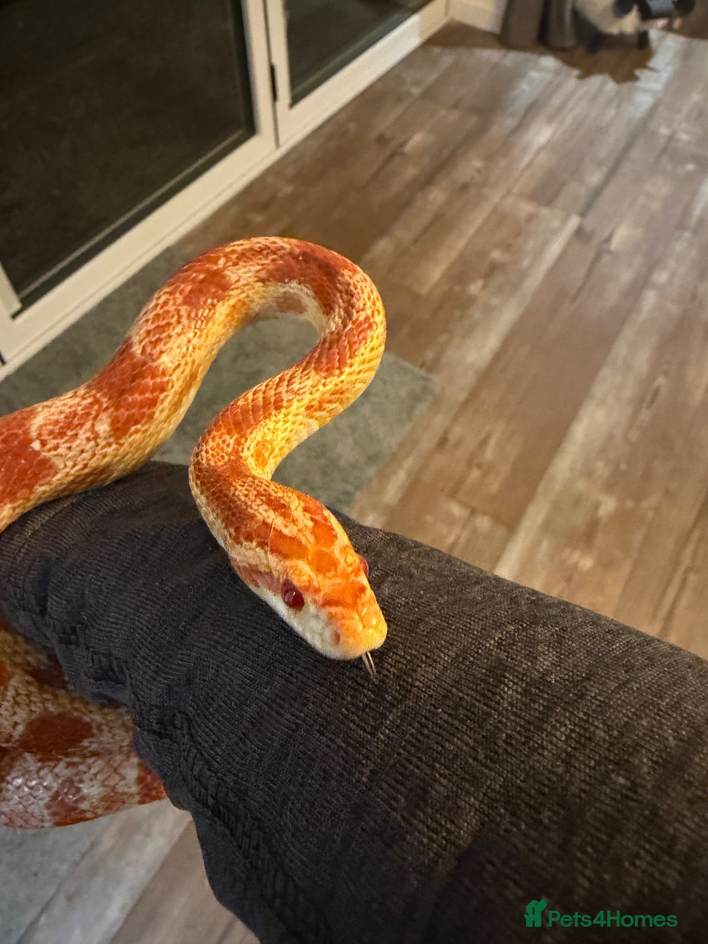 Corn Snake reptiles Sandy - Corn Snake - Advert 1