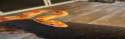 Corn Snake reptiles for sale: Sandy - Corn Snake in Carmarthen - Advert 1