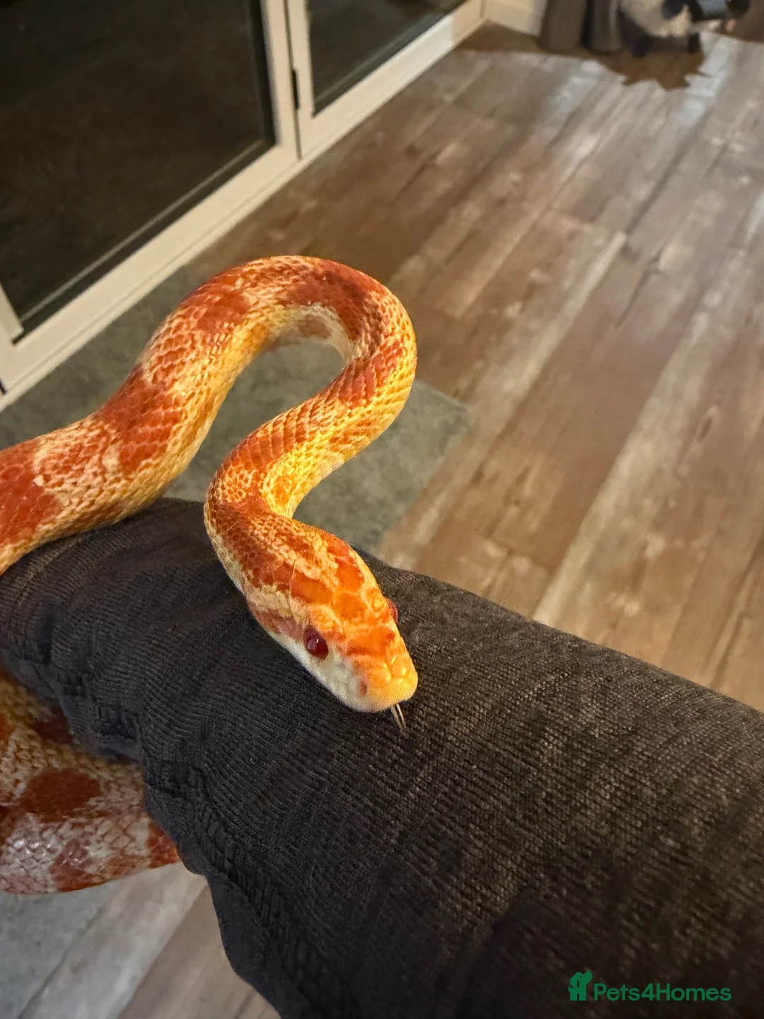 Corn Snake reptiles for sale: Sandy - Corn Snake in Carmarthen - Advert 1