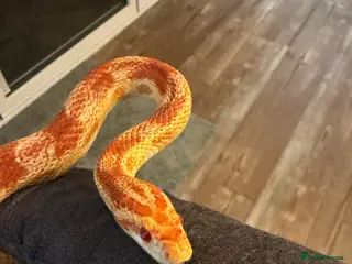 Corn Snake reptiles Sandy - Corn Snake - Advert 1