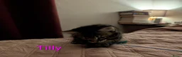 Domestic Shorthair cats for sale: READY TO LEAVE NOW🩵🩷 - Advert 14