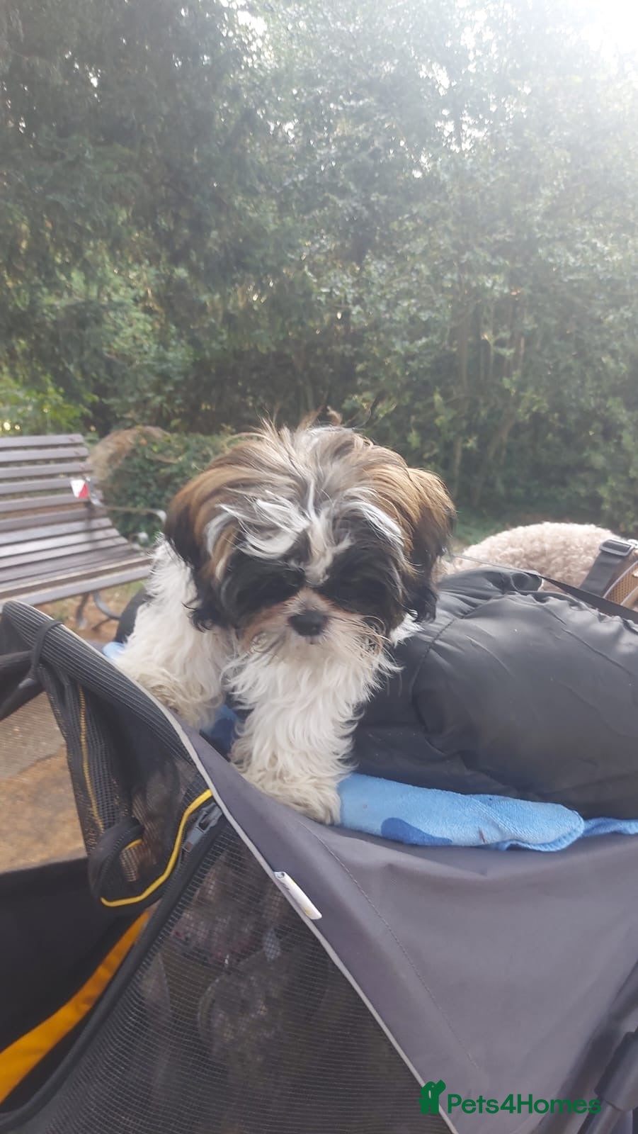 Shih Tzu dogs Beautiful  Shih Tzu puppy needs a loving home - Advert 2