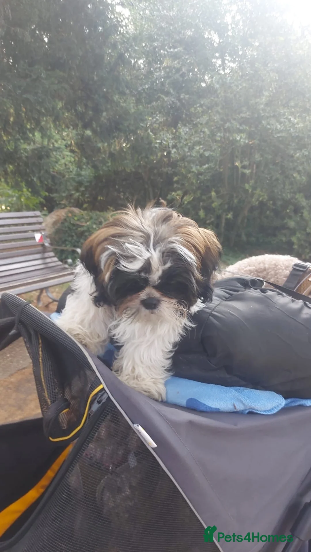 Shih Tzu dogs for sale: Beautiful  Shih Tzu puppy needs a loving home - Advert 2