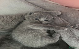 British Shorthair cats for sale: Beautiful litter of pure British shorthaired - Image 1
