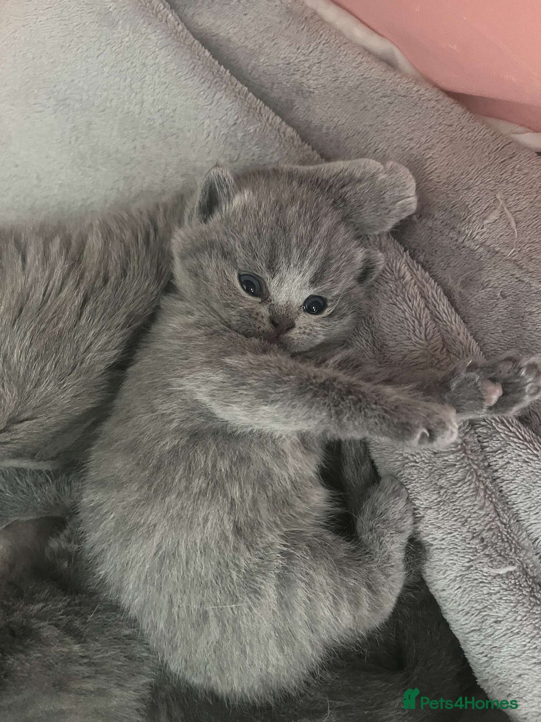 British Shorthair cats for sale: Beautiful litter of pure British shorthaired - Image 1