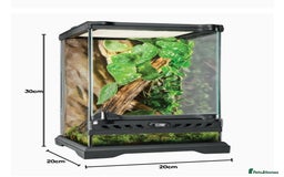 Gecko reptiles for sale: Crested gecko and terrarium  - Advert 5