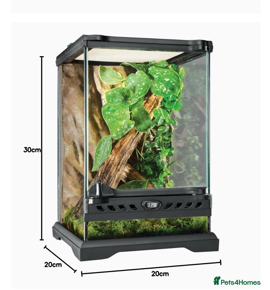 Gecko reptiles for sale: Crested gecko and terrarium  - Advert 5