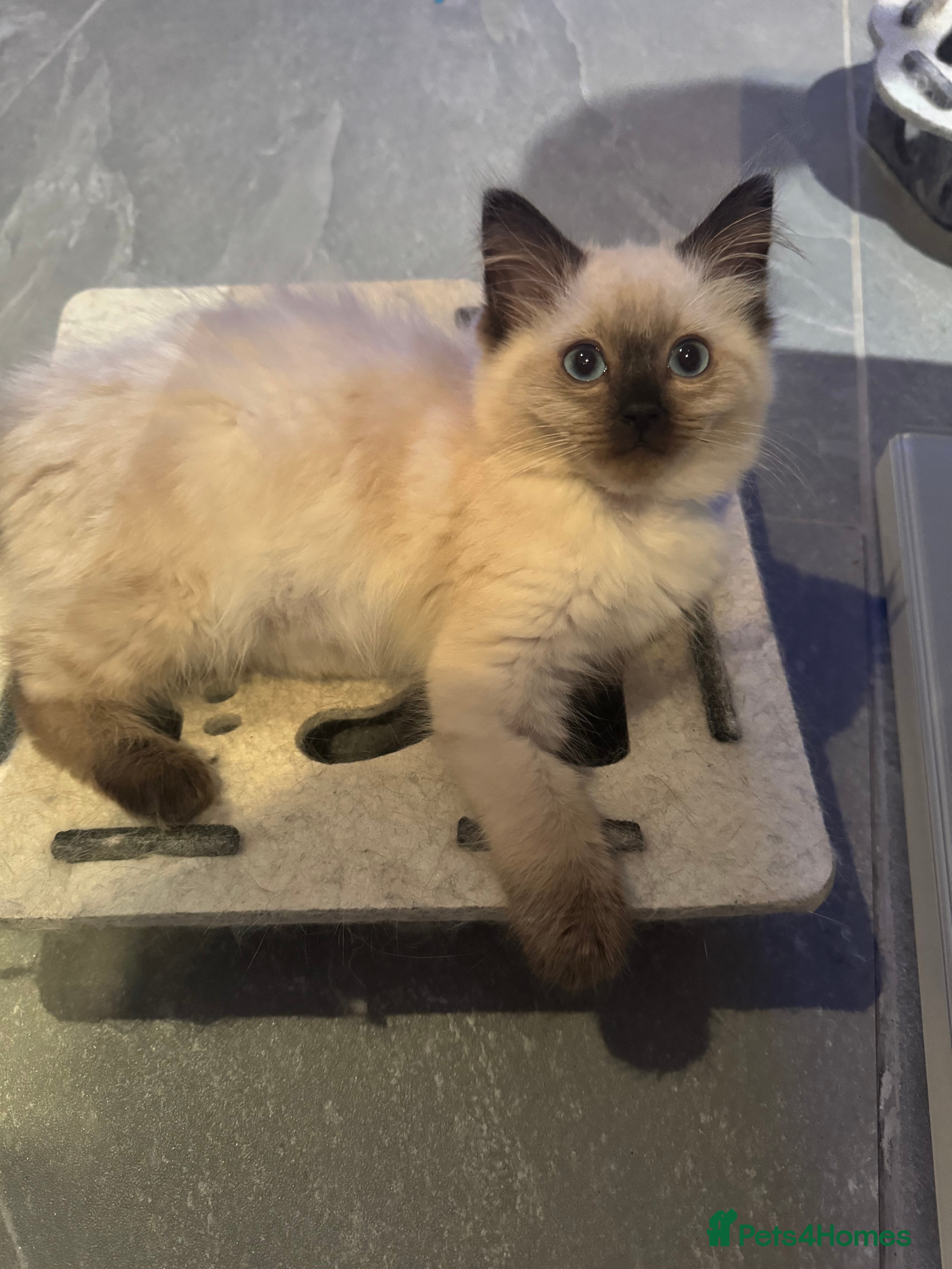 Ragdoll cats Stunning Seal Point Female Ragdoll  - Advert 1