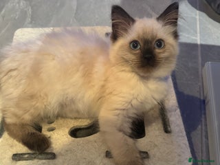Ragdoll cats Stunning Seal Point Female Ragdoll - Advert 1