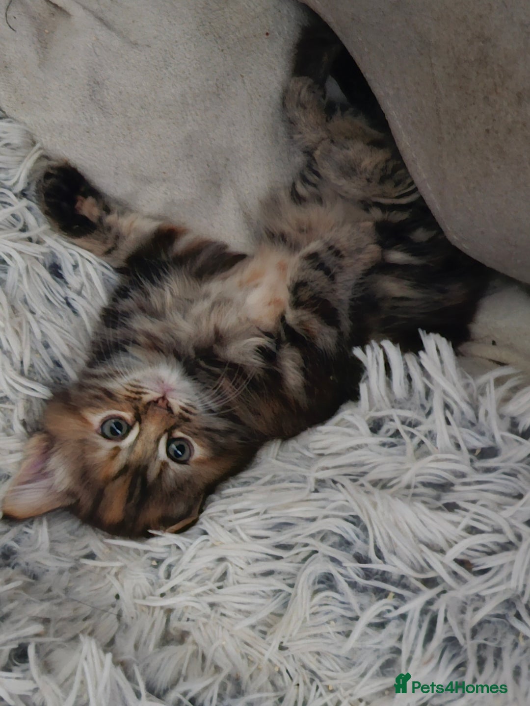 British Longhair cats for sale: Longhaired grey and black kittens, 2 ready now - Image 4