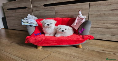 Maltese dogs - Advert 4