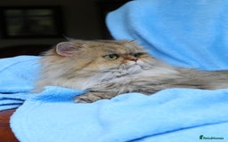 Persian cats for sale: Golden Persian female cat - Image 3
