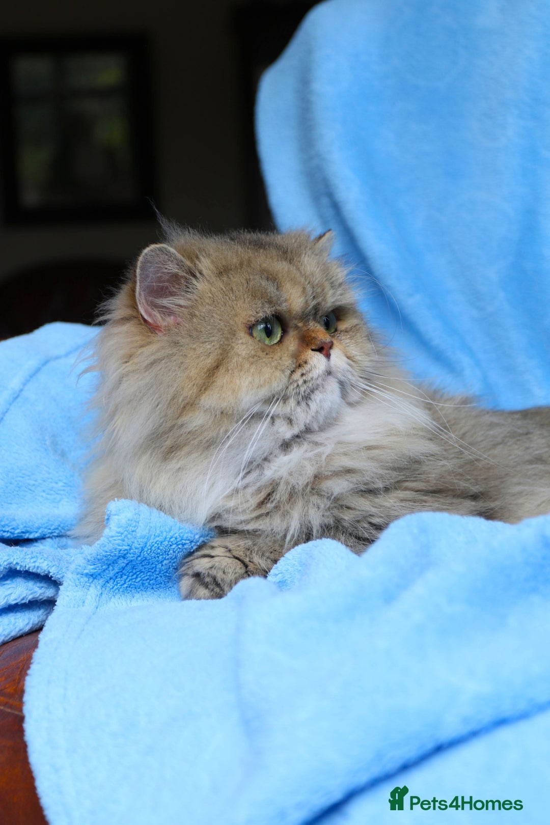 Persian cats for sale: Golden Persian female cat - Image 3