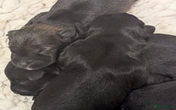 Miniature Schnauzer dogs for sale: Fully Health Tested,Kc Reg'd Mini Schnauzer Pups  - Image 8