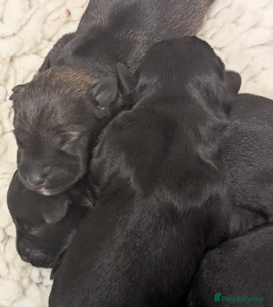 Miniature Schnauzer dogs for sale: Fully Health Tested,Kc Reg'd Mini Schnauzer Pups  - Image 8