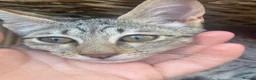 Savannah cats for sale: Savannah PED’G kitten last light bst girl F5SBT - Advert 5