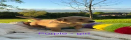 Golden Retriever dogs for sale: MGolden Retriever Puppies – Ready from 12th June - Advert 18