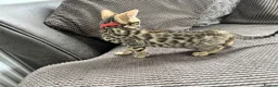 Bengal cats for sale: Stunning full pedigree registered bengal kittens  - Advert 13