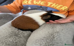 Guinea Pig rodents for sale: Bonded pair of male guineapigs. 1 adult 1 younger - Image 7