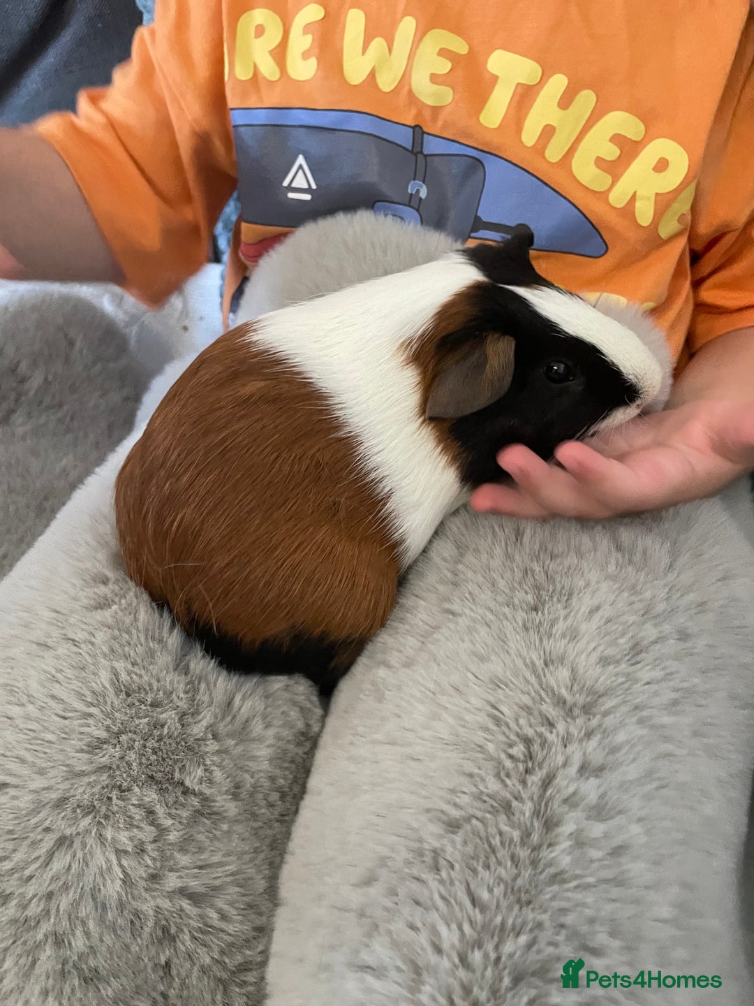 Guinea Pig rodents for sale: Bonded pair of male guineapigs. 1 adult 1 younger - Image 7