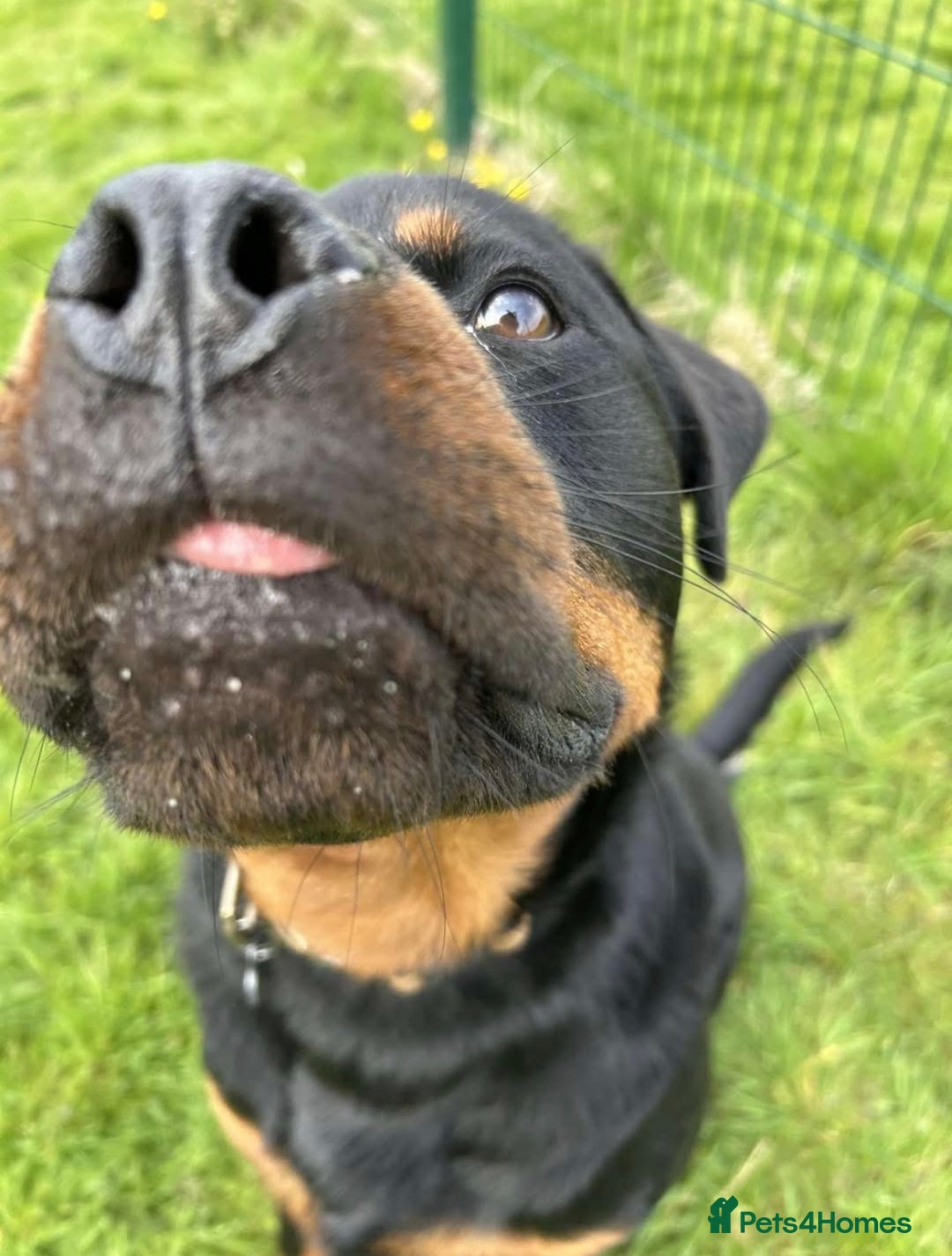 Rottweiler dogs for sale: 10 Month Old Male Rottweiler in Bromsgrove - Image 5