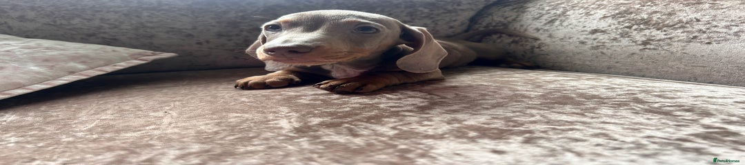 Miniature Dachshund Puppy 1
