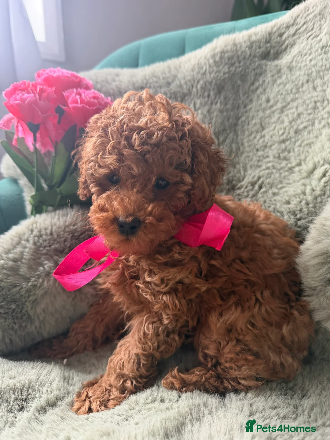 Toy Poodle dogs for sale: Tiny Red toy 🧸 poodle ✨💖 - Advert 2