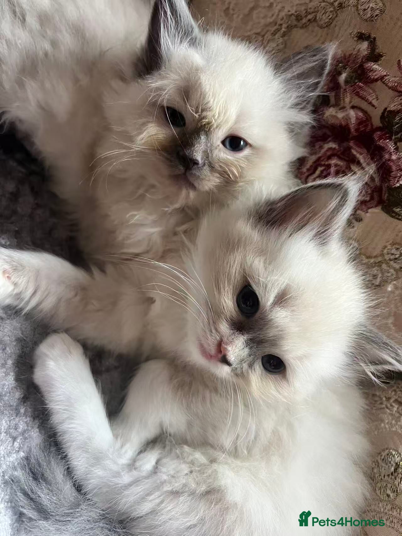 Ragdoll cats Two girls and one Boy ragdoll kittens ready to go - Advert 3