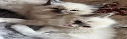 Ragdoll cats for sale: Two girls and one Boy ragdoll kittens ready to go in Swansea - Advert 1