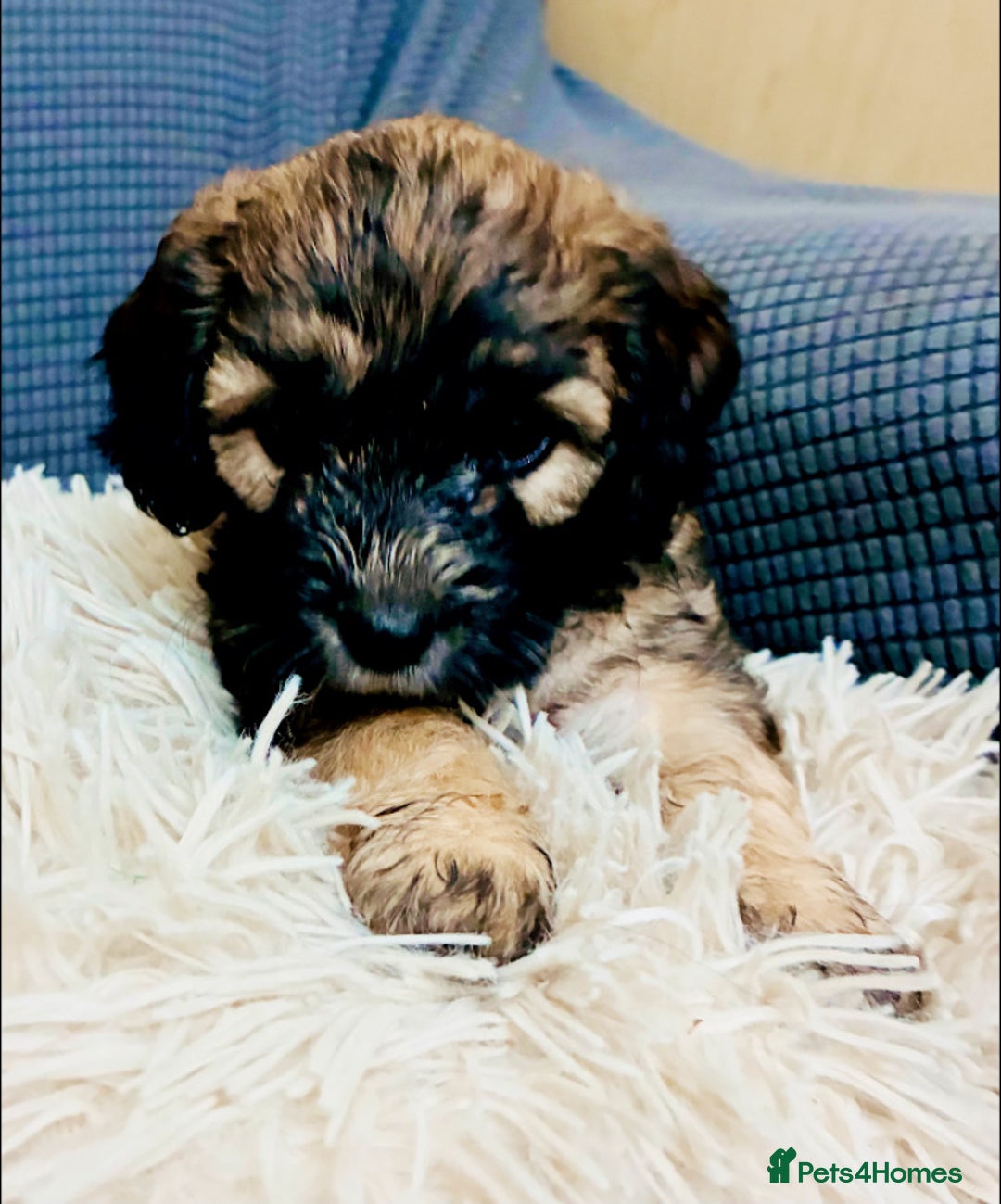 Mixed Breed dogs for sale: 6 Stunning Cock-a-chon puppies  - Advert 11