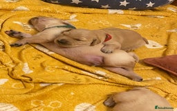 Golden Retriever dogs for sale: Golden Retriever pups - Image 13