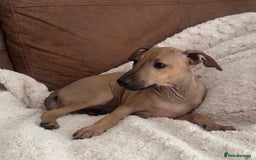 Italian Greyhound dogs for sale: 2 Stunning Italian Greyhound Boys – Ready Now - Image 6