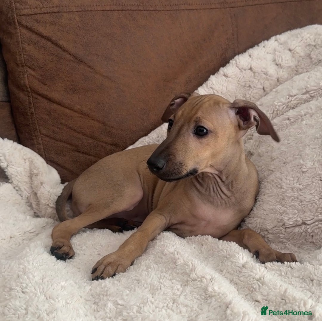 Italian Greyhound dogs for sale: 2 Stunning Italian Greyhound Boys – Ready Now - Image 6