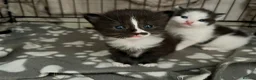 Mixed Breed cats for sale: Queen's 3 little biscuits  - Advert 21
