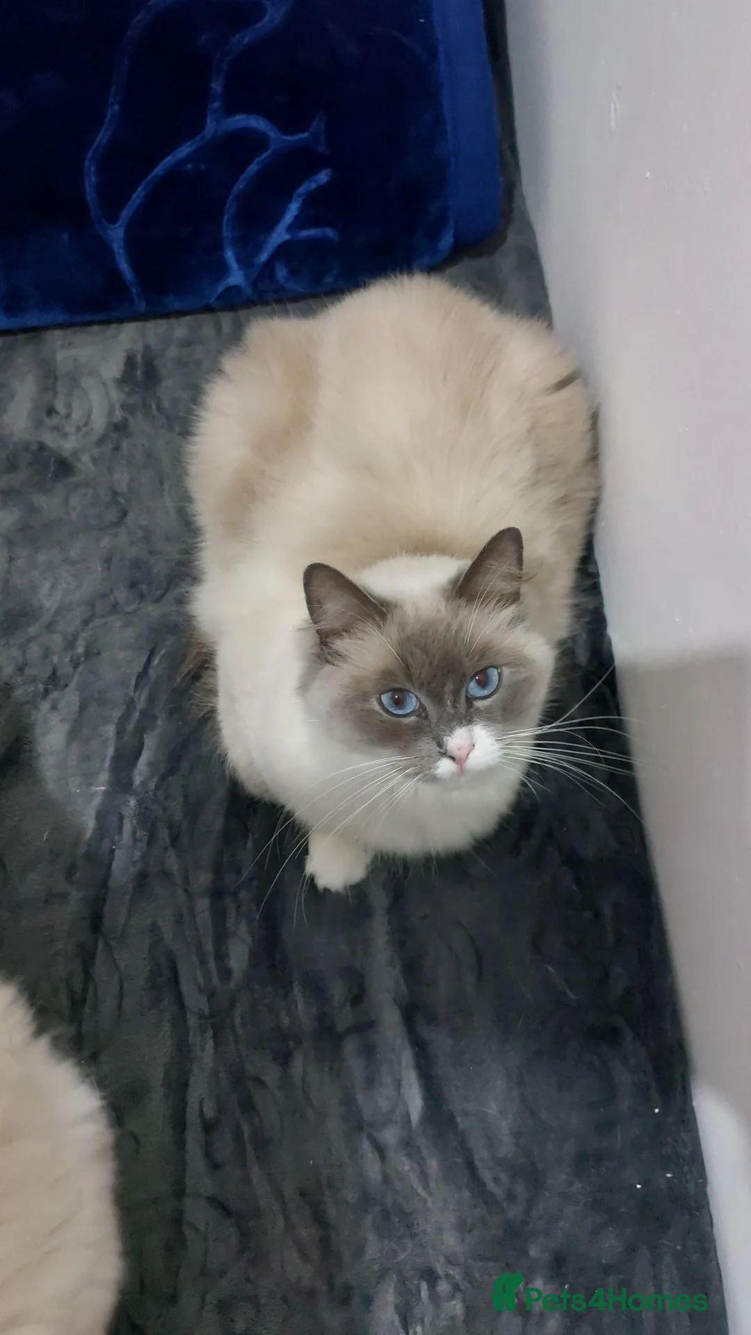 Ragdoll cats for sale: Beautiful Ragdoll Princess  - Advert 7