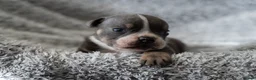 English Bulldog dogs for sale: English bulldogs PUPPIES NEBBR REGISTERED - Advert 15