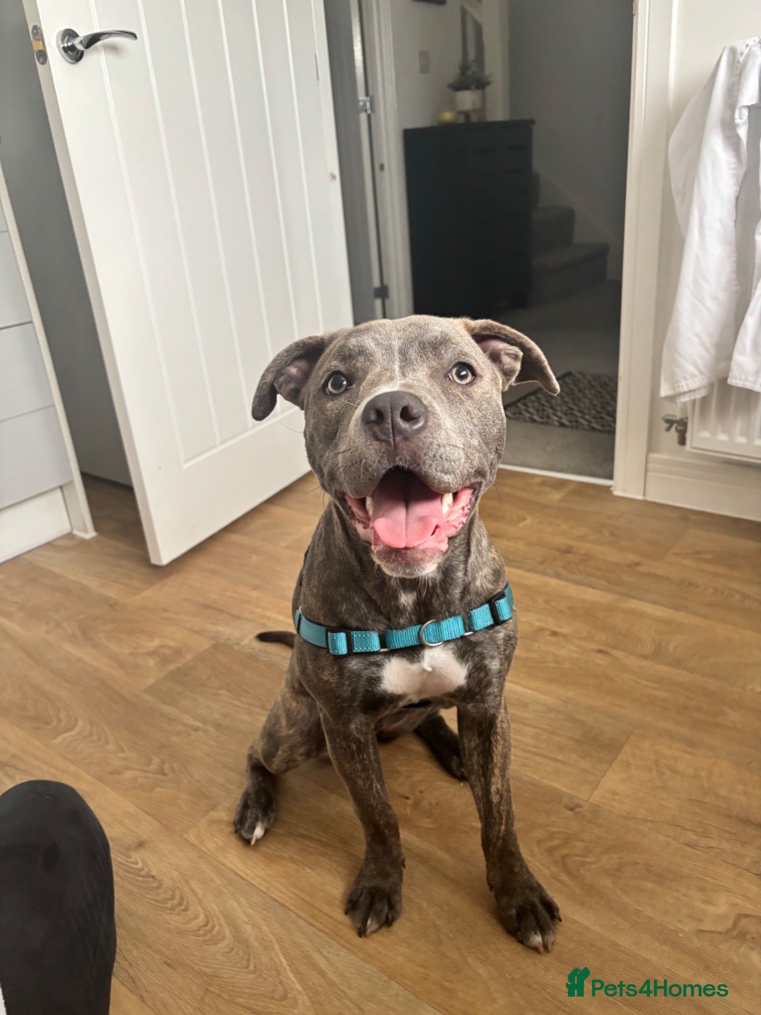 Mixed Breed dogs Skye the pocket bully x cane corso - Advert 4