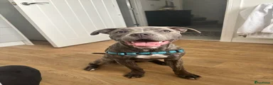Mixed Breed 1