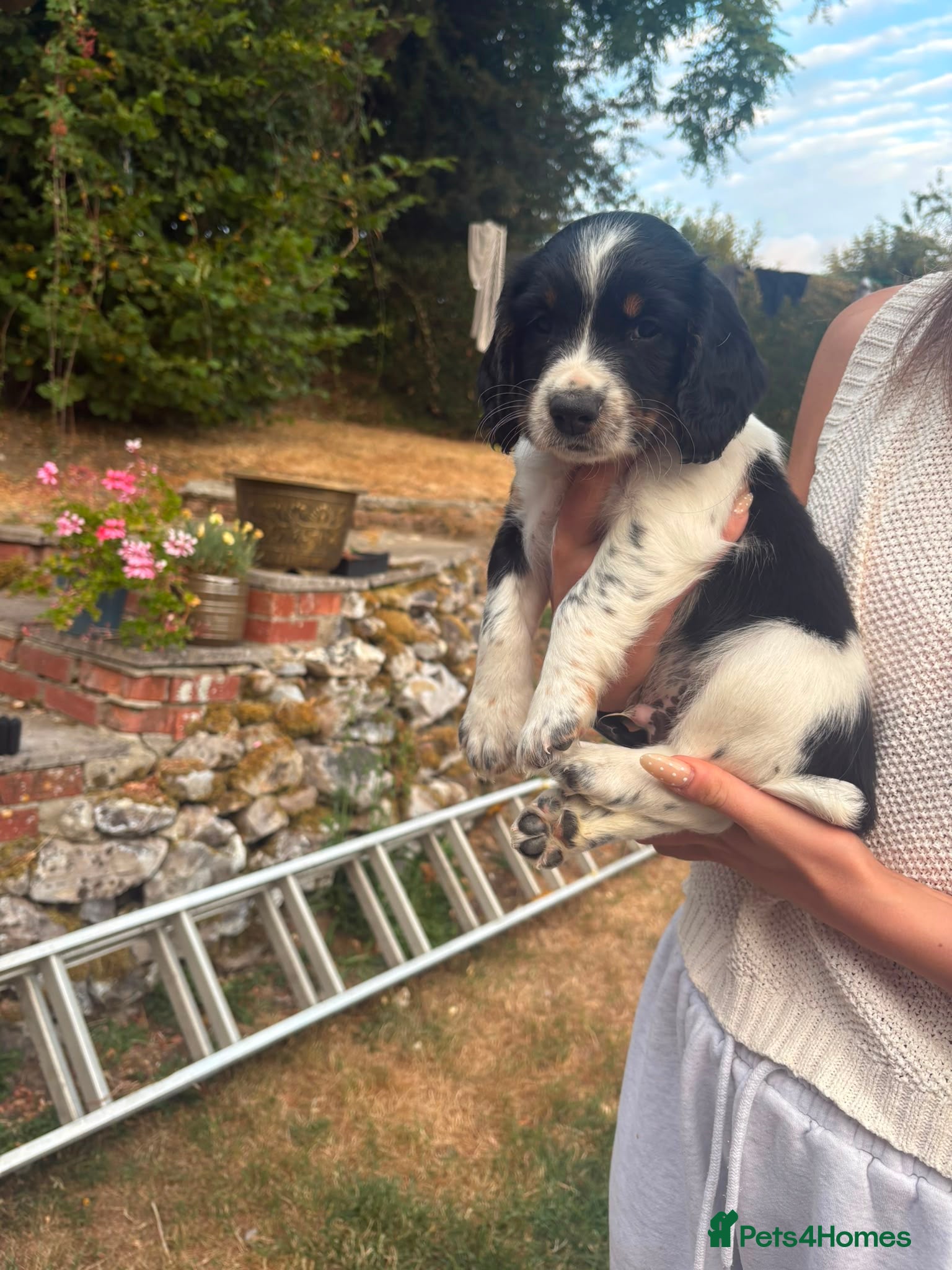 English Springer Spaniel dogs ENGLISH SPRINGER SPANIEL PUPPIES - Advert 2