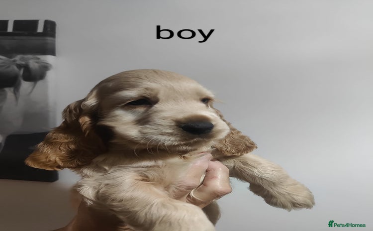 Cocker Spaniel dogs - Advert 1