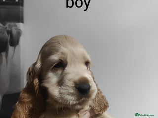 Cocker Spaniel dogs for sale - Advert 1