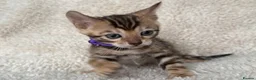 Bengal cats for sale: Bengal Kittens Looking for Loving Homes 🐾  - Advert 5