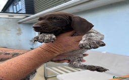 German Shorthaired Pointer dogs for sale: German shorthairs pointer - Image 4