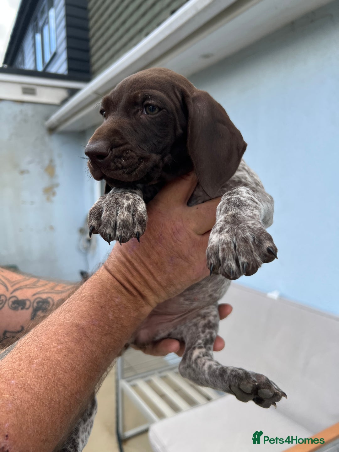 German Shorthaired Pointer dogs for sale: German shorthairs pointer - Image 4