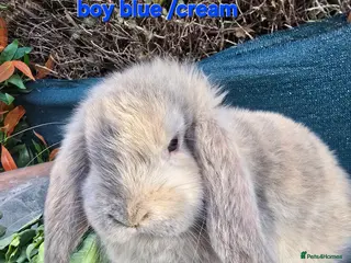 French Lop rabbits Mini Lop x French Lop babies - Advert 19