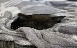 British Shorthair cats for sale: Kittens - Image 1