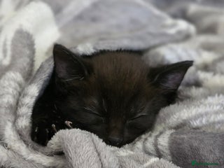 British Shorthair cats - Advert 10